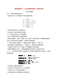 备战2025届高考生物一轮总复习第6单元遗传的分子基础课时规范练24DNA的结构和复制基因的本质