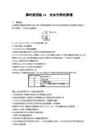 2025届高考生物一轮复习专项练习课时规范练10光合作用的原理（Word版附解析）