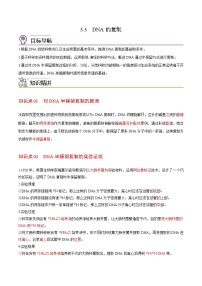 高中生物人教版 (2019)必修2《遗传与进化》第3节 DNA的复制优秀导学案