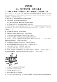 湖北省十一校2023-2024学年高三下学期3月第二次联考生物试题及答案