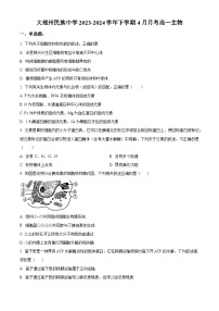 云南省大理白族自治州大理市民族中学2023-2024学年高一下学期4月月考生物试题（原卷版+解析版）