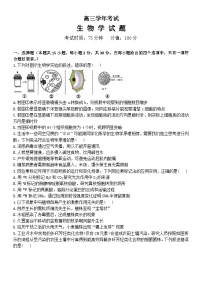 2024省牡丹江普通高中协同发展共同体高三下学期第一次模拟考试生物含答案