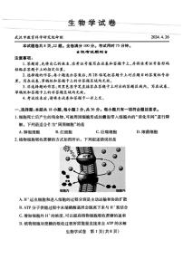 2024届湖北省武汉市高中毕业生四月调研考试生物试卷（无答案）