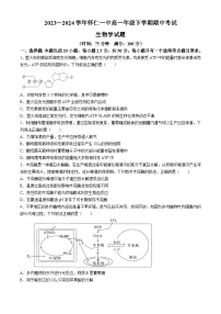 山西省朔州市怀仁市怀仁一中2023-2024学年高一下学期4月期中生物试题