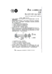 2024届安徽A10联盟高三下学期4月生物试题