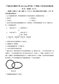 广西壮族自治区钦州市钦南区第四中学2023-2024学年高一下学期4月份考试生物试卷（原卷版+解析版）