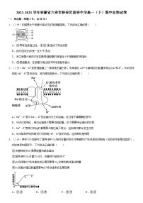 安徽省六安市裕安区新安中学2022-2023学年高一下学期期中生物试卷