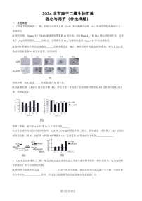 2024北京高三二模生物试题分类汇编：稳态与调节（非选择题）