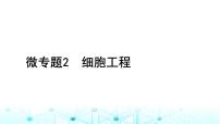2024届高考生物考前冲刺素能提升6生物技术与工程微专题2细胞工程课件