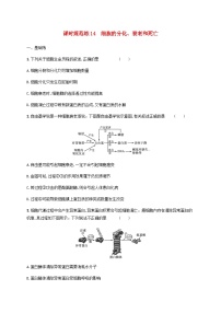 高考生物一轮复习专项练习课时规范练14细胞的分化衰老和死亡含答案