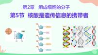 人教版 (2019)必修1《分子与细胞》第5节 核酸是遗传信息的携带者教学课件ppt
