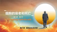 高中生物人教版 (2019)必修1《分子与细胞》第3节 细胞的衰老和死亡一等奖课件ppt