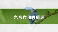 2024届高三生物一轮复习课件第三单元　第16课时　光合作用的原理