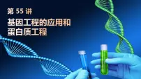 2025届高三生物一轮复习第55讲：基因工程的应用和蛋白质工程课件