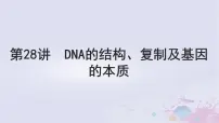 2025届高考生物一轮总复习必修2第六单元遗传的物质基础第28讲DNA的结构复制及基因的本质课件