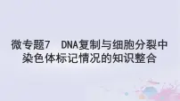 2025届高考生物一轮总复习必修1第四单元细胞的生命历程微专题7DNA复制与细胞分裂中染色体标记情况的知识整合课件