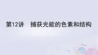 2025届高考生物一轮总复习必修1第三单元细胞的能量供应和利用第12讲捕获光能的色素和结构课件