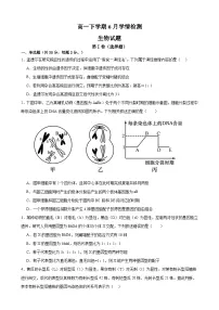 山东省泰安第一中学2023-2024学年高一下学期6月月考生物试题