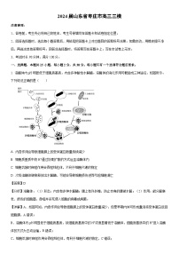 [生物]2024届山东省枣庄市高三三模试卷（解析版）