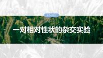 第五单元　第二十四课时　一对相对性状的杂交实验-2025年高考生物大一轮复习课件
