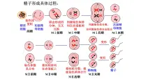 2025届高三一轮复习生物：减数分裂和受精作用 复习课件