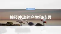 第八单元　第38课时　神经冲动的产生和传导-2025年高考生物大一轮复习课件