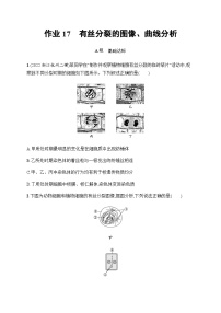 浙科版高考生物一轮复习作业17有丝分裂的图像、曲线分析含答案