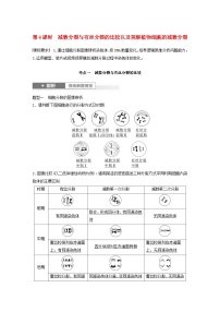 2024届高考生物一轮复习教案第四单元细胞的生命历程第4课时减数分裂有丝分裂植物细胞的减数分裂（苏教版）