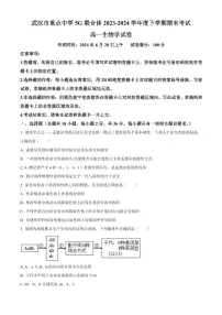 湖北省武汉市重点中学5G联合体2023-2024学年高一下学期期末考试生物试卷（含答案）