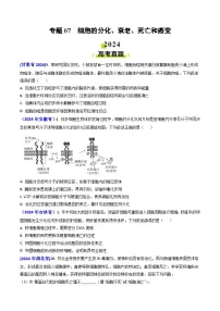 2024年高考真题和模拟题生物分类汇编（全国通用）专题07 细胞的分化、衰老、死亡和癌变(原卷版）