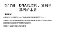 第17讲 DNA的结构、复制和基因的本质-备战2025年高考生物一轮复习精优课件