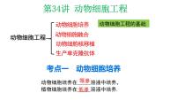 第34讲 动物细胞工程-备战2025年高考生物一轮复习精优课件