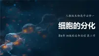 人教版 (2019)必修1《分子与细胞》第2节 细胞的分化评课ppt课件