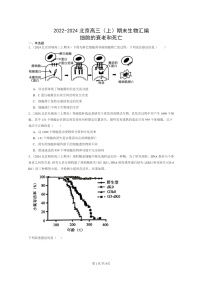 [生物]2022～2024北京高三上学期期末生物真题分类汇编：细胞的衰老和死亡