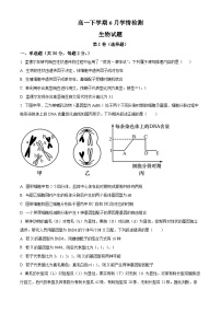 山东省泰安市第一中学2023-2024学年高一下学期6月月考生物试题（Word版附解析）