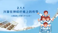人教版 (2019)选择性必修1第3节 神经冲动的产生和传导完美版课件ppt
