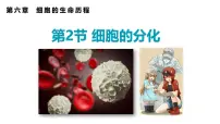 高中生物人教版 (2019)必修1《分子与细胞》第2节 细胞的分化优秀ppt课件