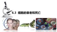 生物必修1《分子与细胞》第3节 细胞的衰老和死亡优秀课件ppt