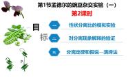 高中生物第1节 盂德尔的豌豆杂交实验（一）优质课件ppt