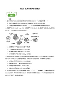 浙科版 (2019)选择性必修1 稳态与调节第四章  免疫调节第四节  免疫功能异常引发疾病精品课时作业