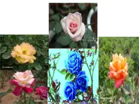 人教版 (新课标)选修1《生物技术实践》课题2 月季的花药培养获奖课件ppt