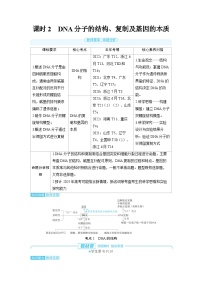 2025年高考生物精品教案第六章遗传的分子基础课时2DNA分子的结构、复制及基因的本质