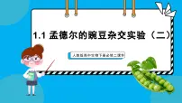 高中生物人教版 (2019)必修2《遗传与进化》第2节 孟德尔的豌豆杂交实验（二）评课ppt课件