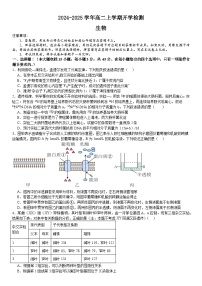 河南省许昌高级中学2024-2025学年高二上学期开学考试生物试卷（Word版附答案）