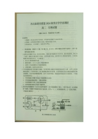 重庆市西北狼联盟2024-2025学年高二上学期开学调研生物试题