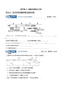 考点11 细胞代谢综合分析（讲义）- 备战2025年高考生物一轮复习考点（新高考通用）