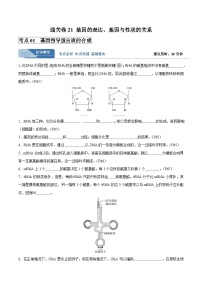 考点21 基因的表达、基因与性状的关系（讲义）- 备战2025年高考生物一轮复习考点（新高考通用）