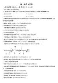 吉林省梅河口市第五中学2024-2025学年高二上学期9月月考生物试卷（Word版附答案）