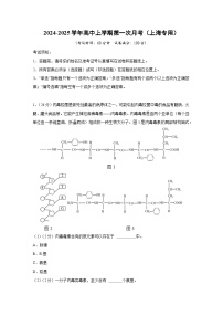 【生物】2024-2025学年高三上学期第一次月考（上海专用）（解析版）