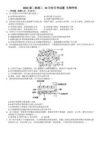[生物]山东省淄博市高青县第一中学2024～2025学年高二上学期10月月考试题(有答案)